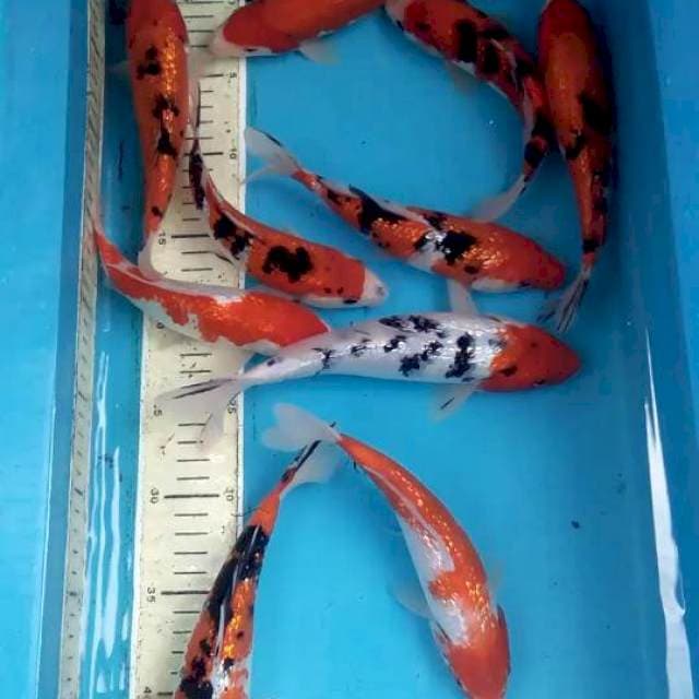 Mix Ginrin 19-22cm 10ekor