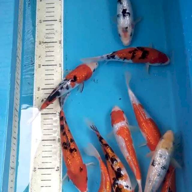 Mix Ginrin 18-19cm 10ekor
