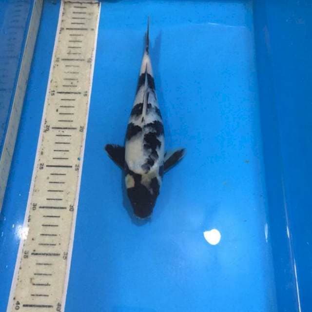 Shiro 25 cm