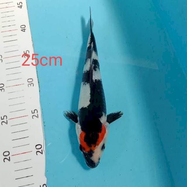 Tanco showa 25 cm