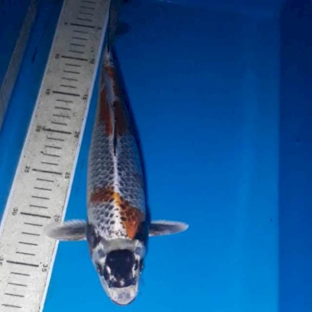 Maruten kogane 35 cm