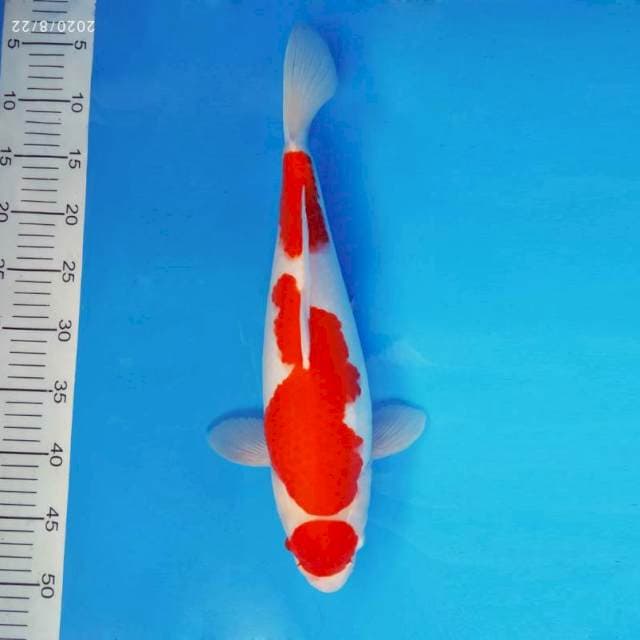 IZUMO 3 ~ MARUTEN KOHAKU ™