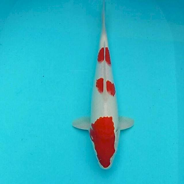Kohaku