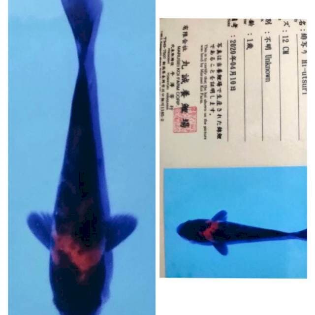 Hiu utsuri bkack edition marusei