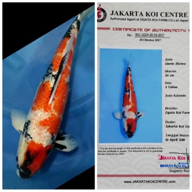 Showa Ginrin Import Serti 