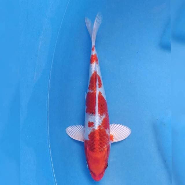 Genjiro Kujaku
