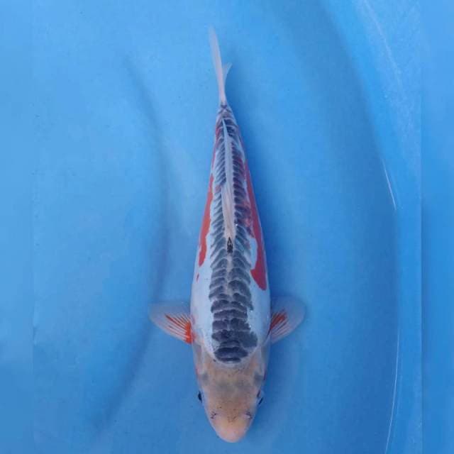 Yamaju Shusui