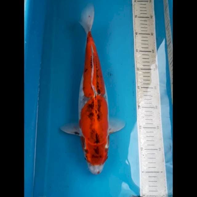 Doitsu Ghosiki 40 cm