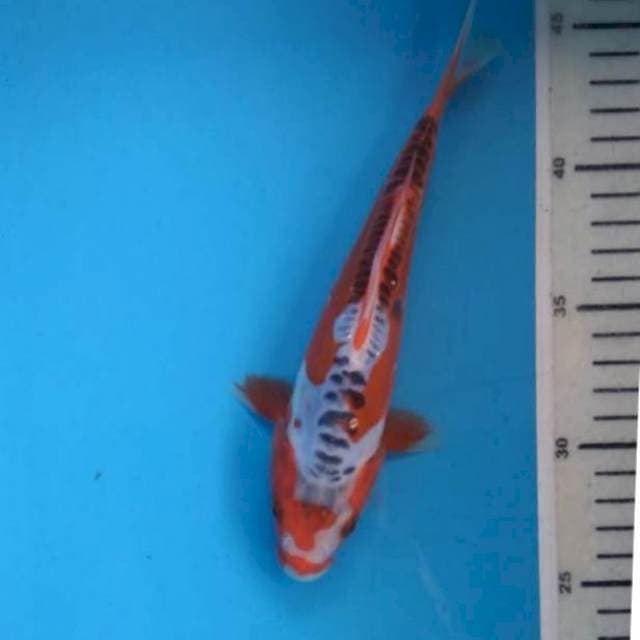 Baby shusui 20cm