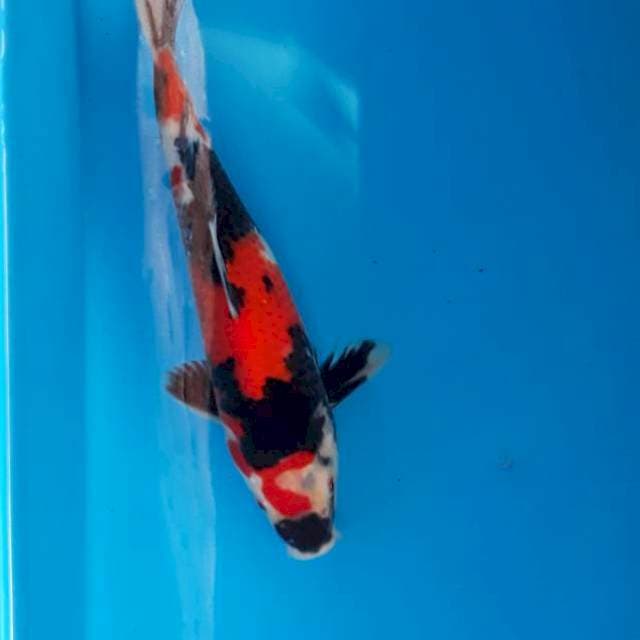 Showa 22cm