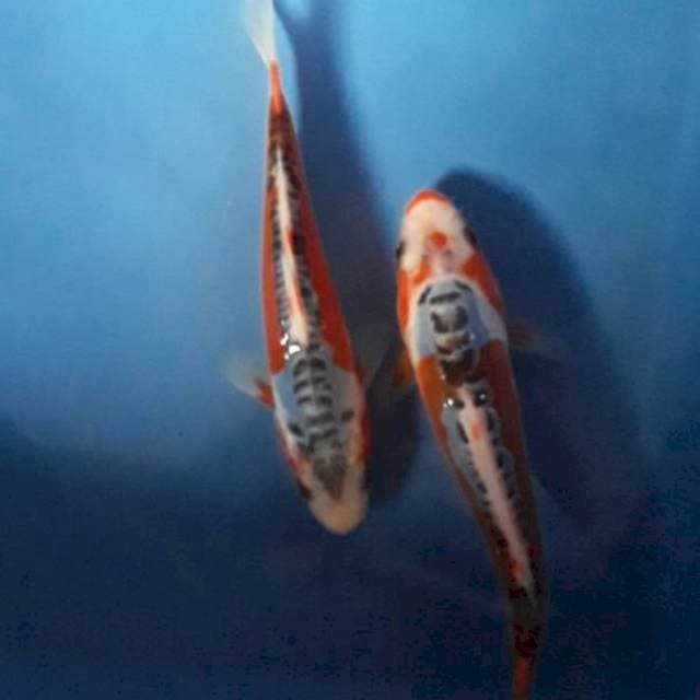 Baby shusui 14-15cm
