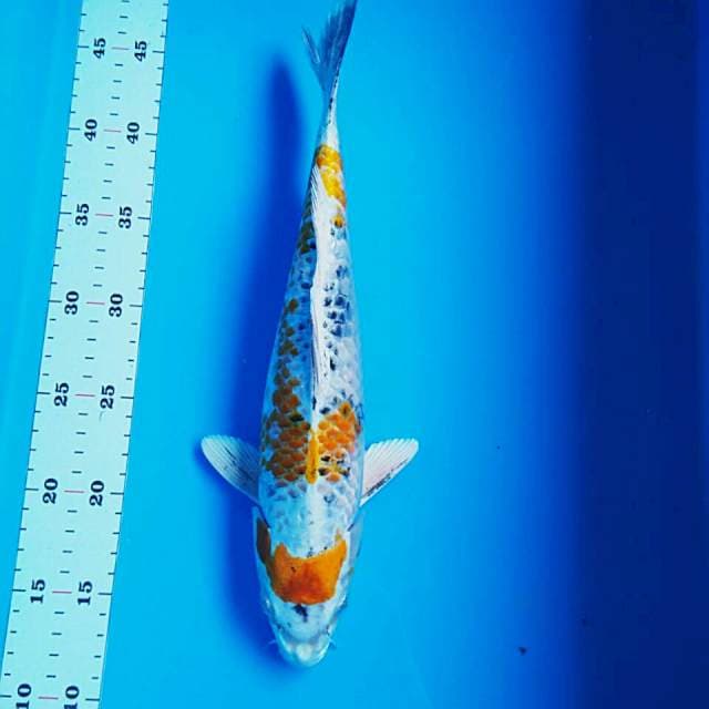 Limited kin showa 35cm