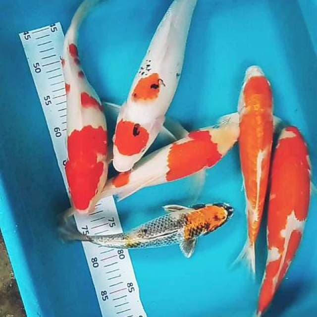Mix 32-40cm