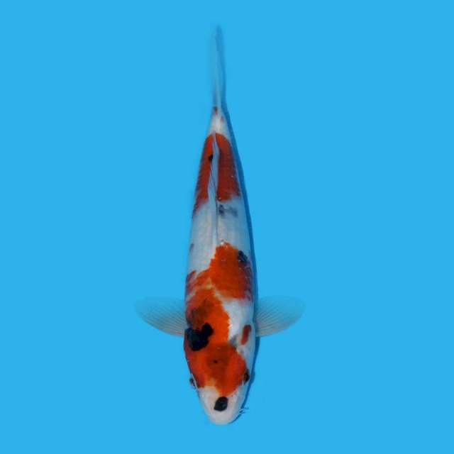 Showa tategoi kucisumi
