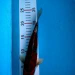 Jenis sesuai video, size 25 cm
