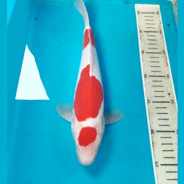 Maruten Kohaku Doitsu, 30 cm