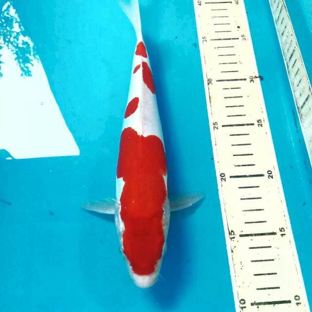 Kohaku Doitsu, 28 cm