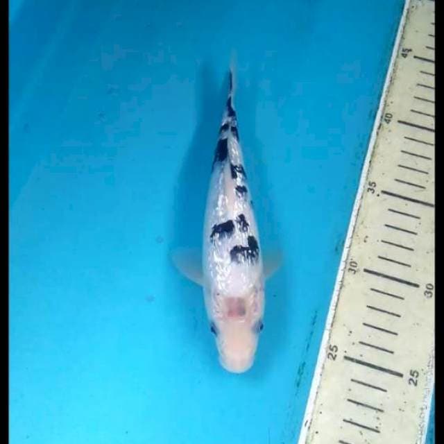 Bekko Ginrin 19cm