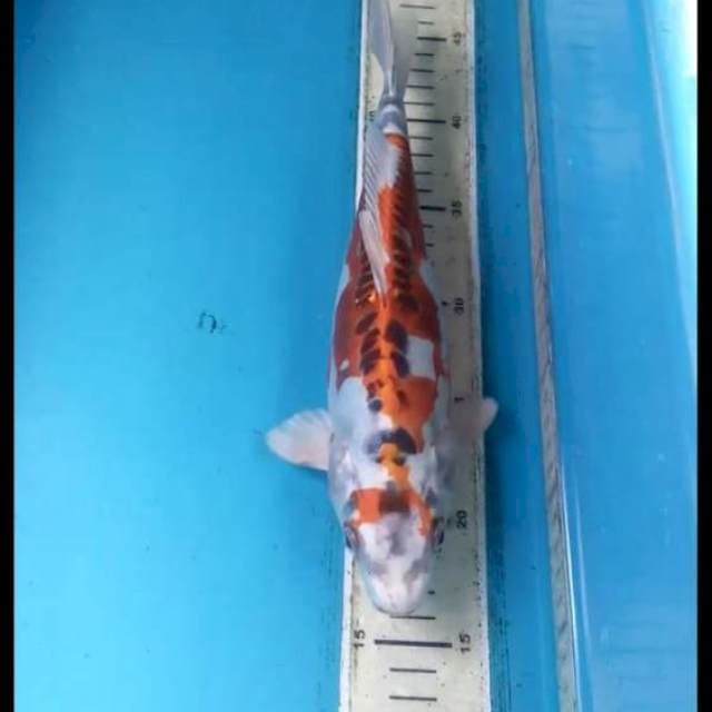 Kujaku Doitsu 29cm