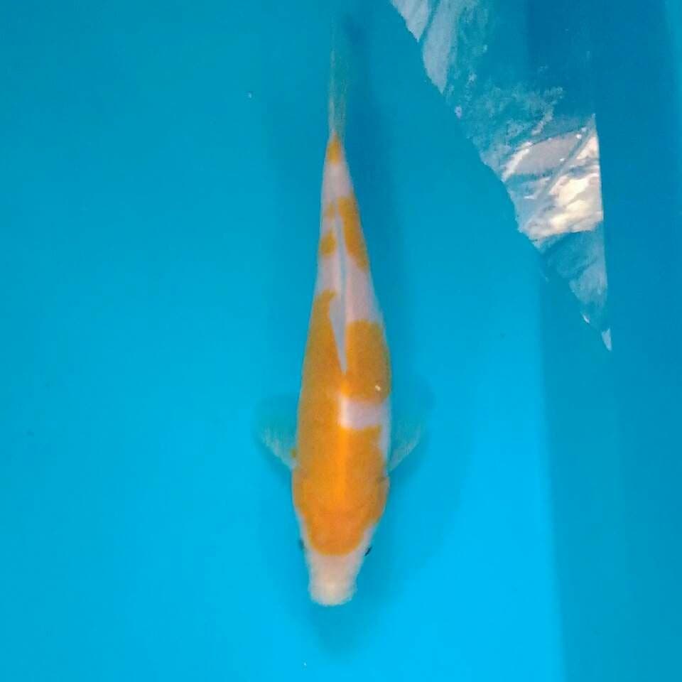 Yellow kohaku sisik 16 cm