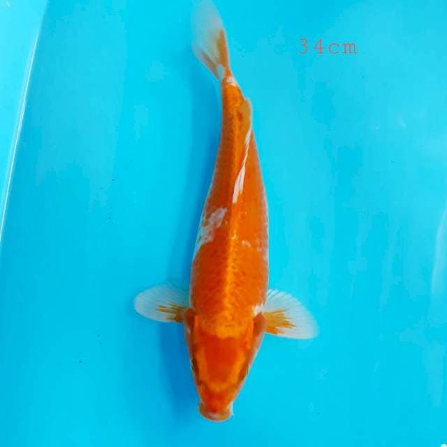 Hikari orenji 34cm