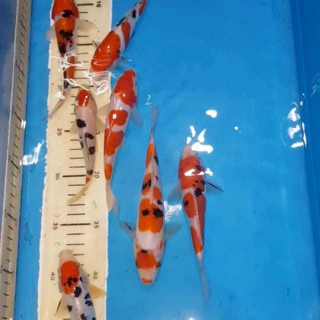 Doitsu kohaku sanke