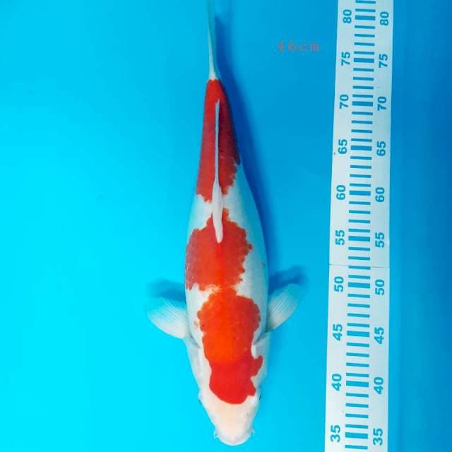 Indukan kohaku jumbo