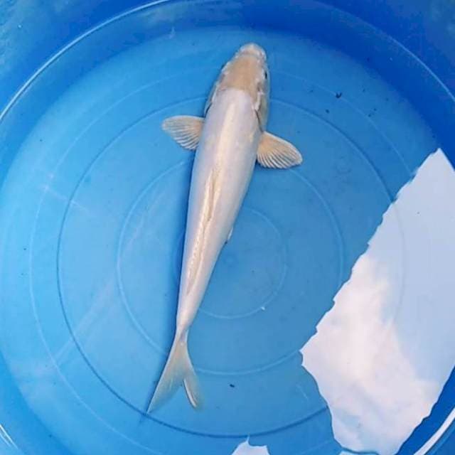 Kawari doitsu hikari 38cm