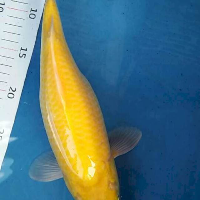 karasi mata merah bulky