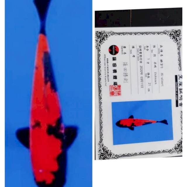 Hiu shinoda