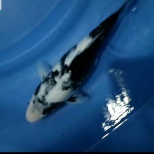 Shiro Utsuri Good Sumi
