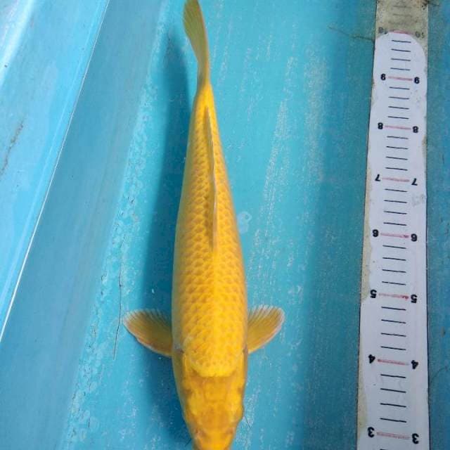 Yamabuki ogon mata merah 35cm