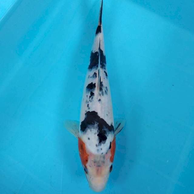 Asagi bekko 30cm