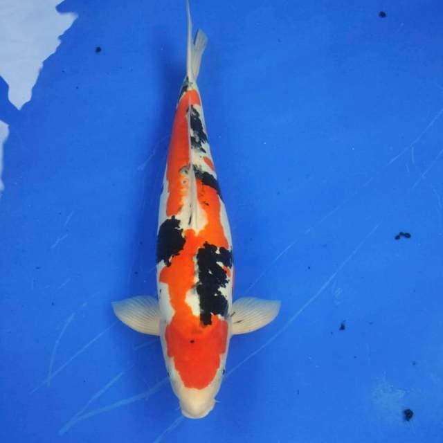 Doitsu sanke size 53 cm. F