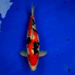 Doitsu sanke size 53 cm. F