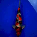 Showa 
Size 62 cm
Female