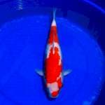 Kohaku red devil 46cm
