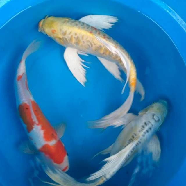 Sk mix kumpai