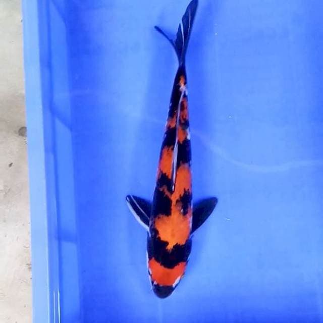 Hi Showa # 36cm