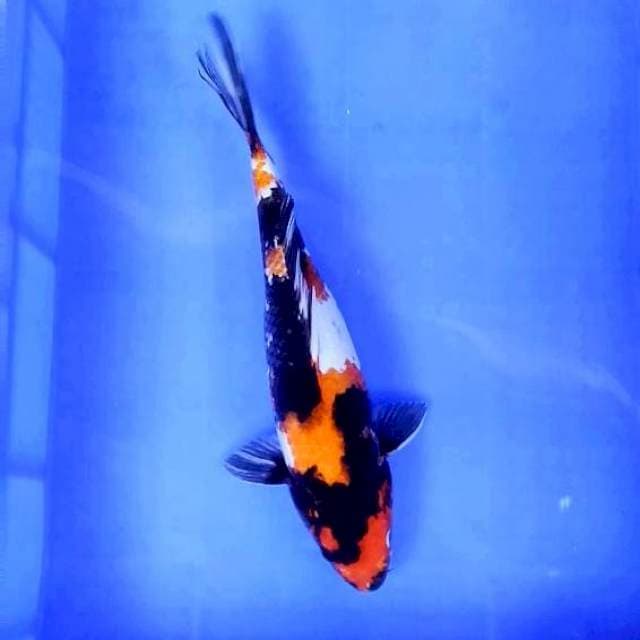 Showa # 37cm