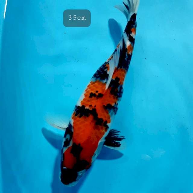 Showa jos