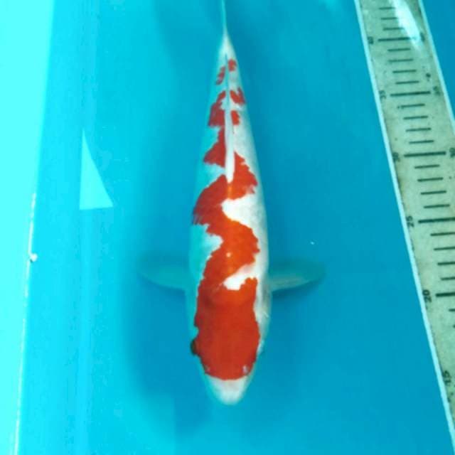 Naga Air, 29 cm