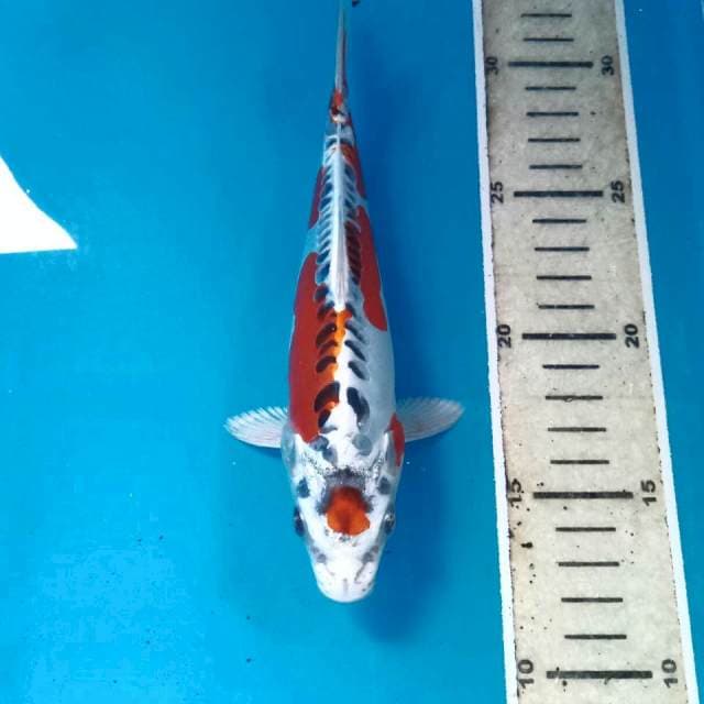 Kujaku Doitsu, 19 cm