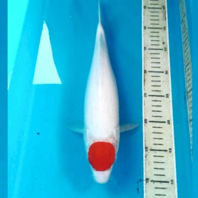 Tancho Kohaku, 36 cm