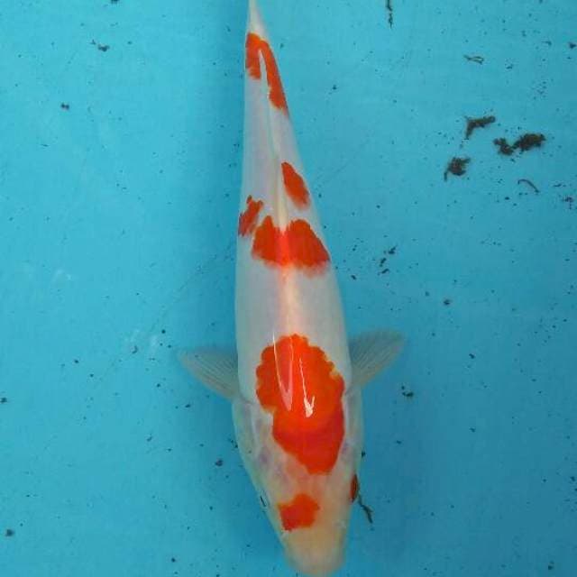kohaku