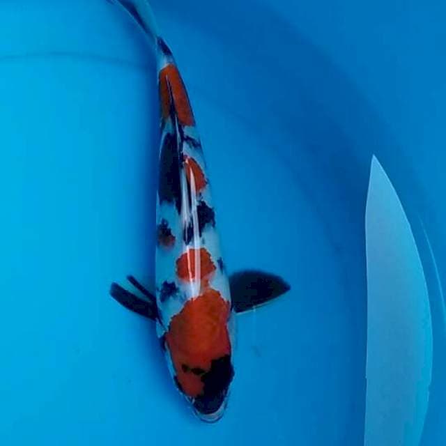 Showa 25cm