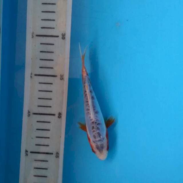 Sushui 14cm