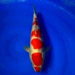 Kohaku 40cm F