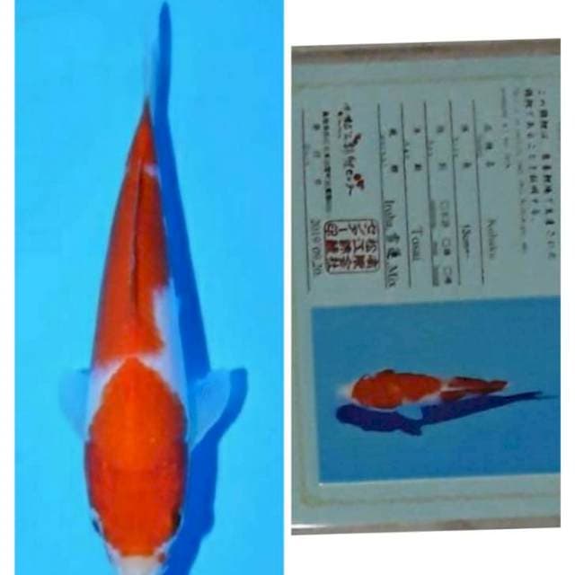 Kohaku serty matsue
