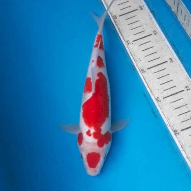 Kohaku